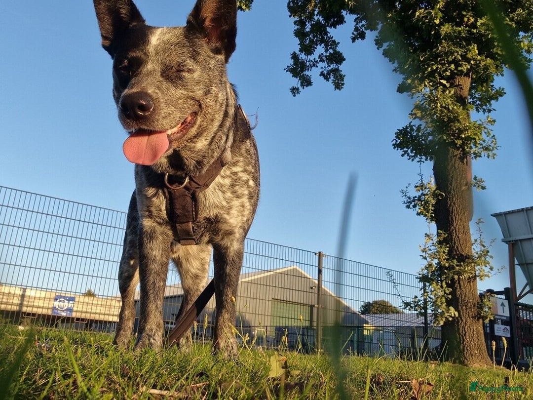 Kruising honden te koop: Hollandse Herder x Mechelaar - Cattle Dog Pup - Advertentie 4