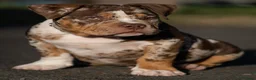 Amerikaanse Bully honden te koop: American Bully pocket pups verwacht  - Advertentie 26
