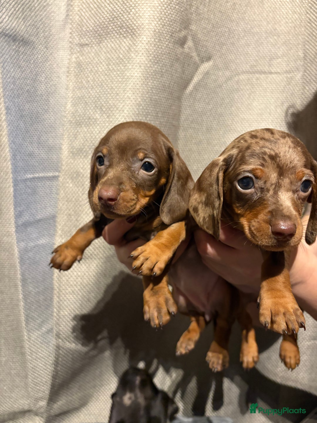 Teckel (korthaar)  honden te koop: Teckel pups opzoek naar gouden mandje. - Advertentie 12