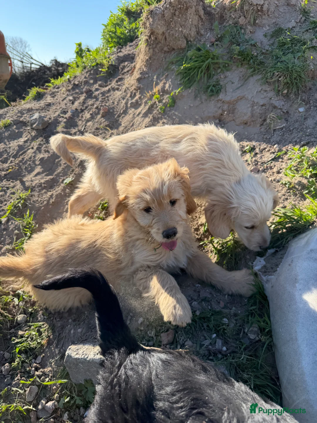 Kruising honden te koop: Mooie goldendoodle pups! - Advertentie 2