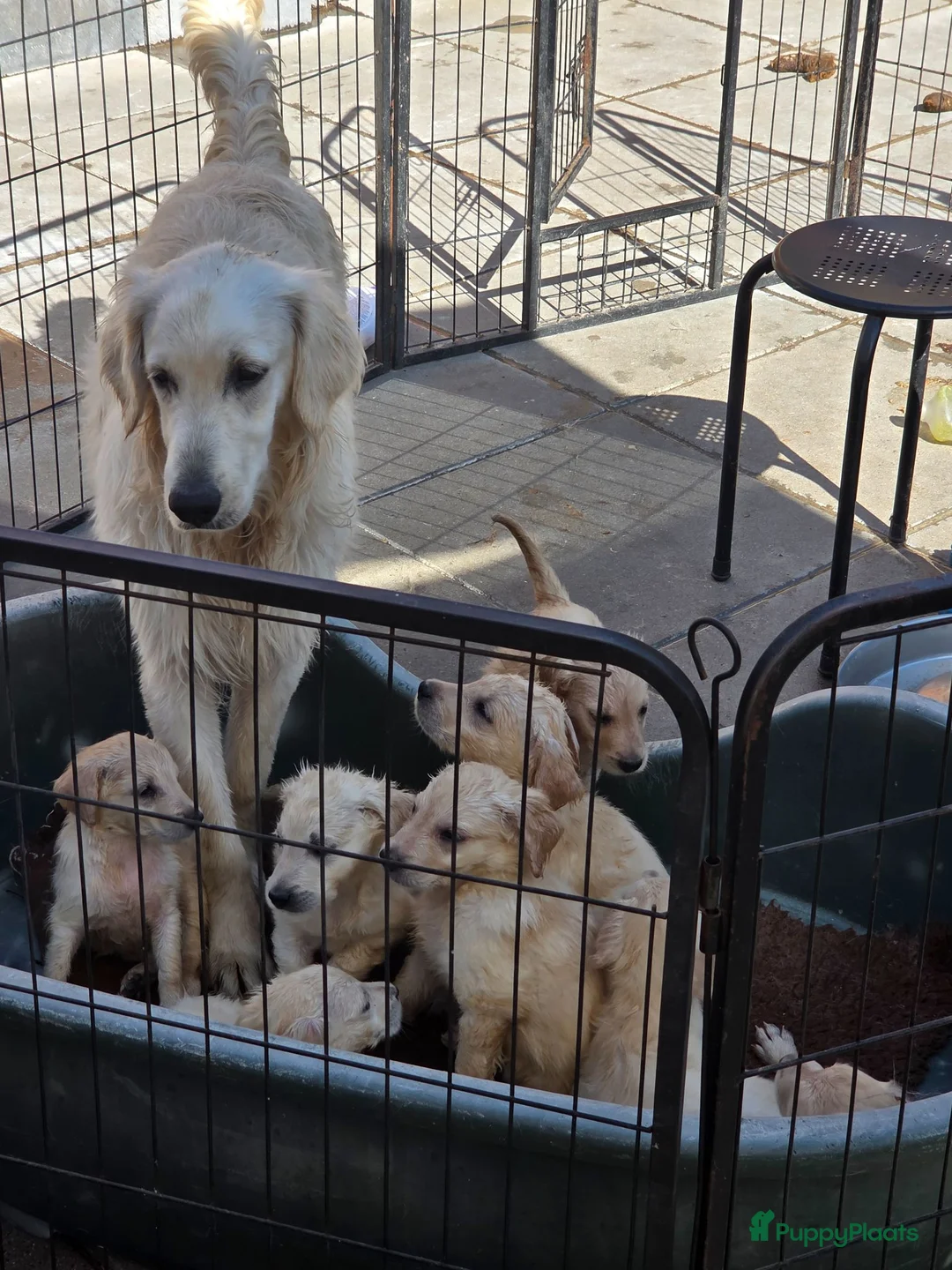 Flatcoated Retriever honden te koop: Te koop Flatcoated Retriever pups  - Advertentie 1