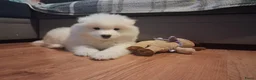 Samojeed honden te koop: Samojede pups - Advertentie 3