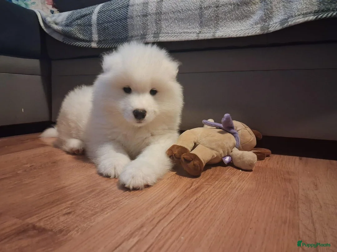 Samojeed honden te koop: Samojede pups - Advertentie 3