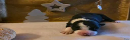 Border Collie honden te koop: Pearls Off Rino - Advertentie 4