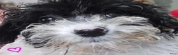 Boomer honden te koop: Boomer - Advertentie 3
