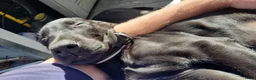 Kruising honden te koop: Te koop Doberman × pups - Advertentie 4