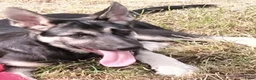 Duitse Herder honden te koop: Prachtige Oost Europese herder pups met Stamboom - Advertentie 6