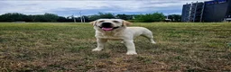 Labrador Retriever honden ter dekking: Manser Club Born to Win - Advertentie 3