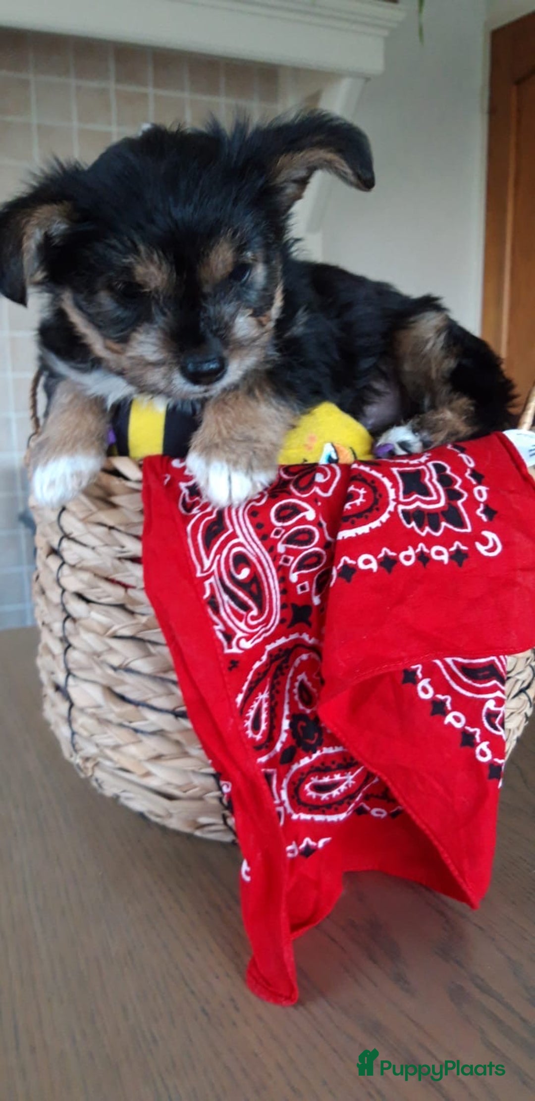 Kruising honden te koop: Een Schattig Puppy - Advertentie 8