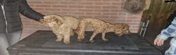 Dwergpoedel honden te koop: Lieve dwergpoedel-puppy's zoeken een warm thuis!  - Advertentie 11