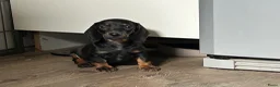 Teckel (korthaar)  honden te koop: Nog drie teckel reutjes  - Advertentie 6