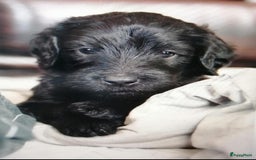 Labradoodle honden te koop: Labradoodle pups groot kleurvast - Afbeelding 2