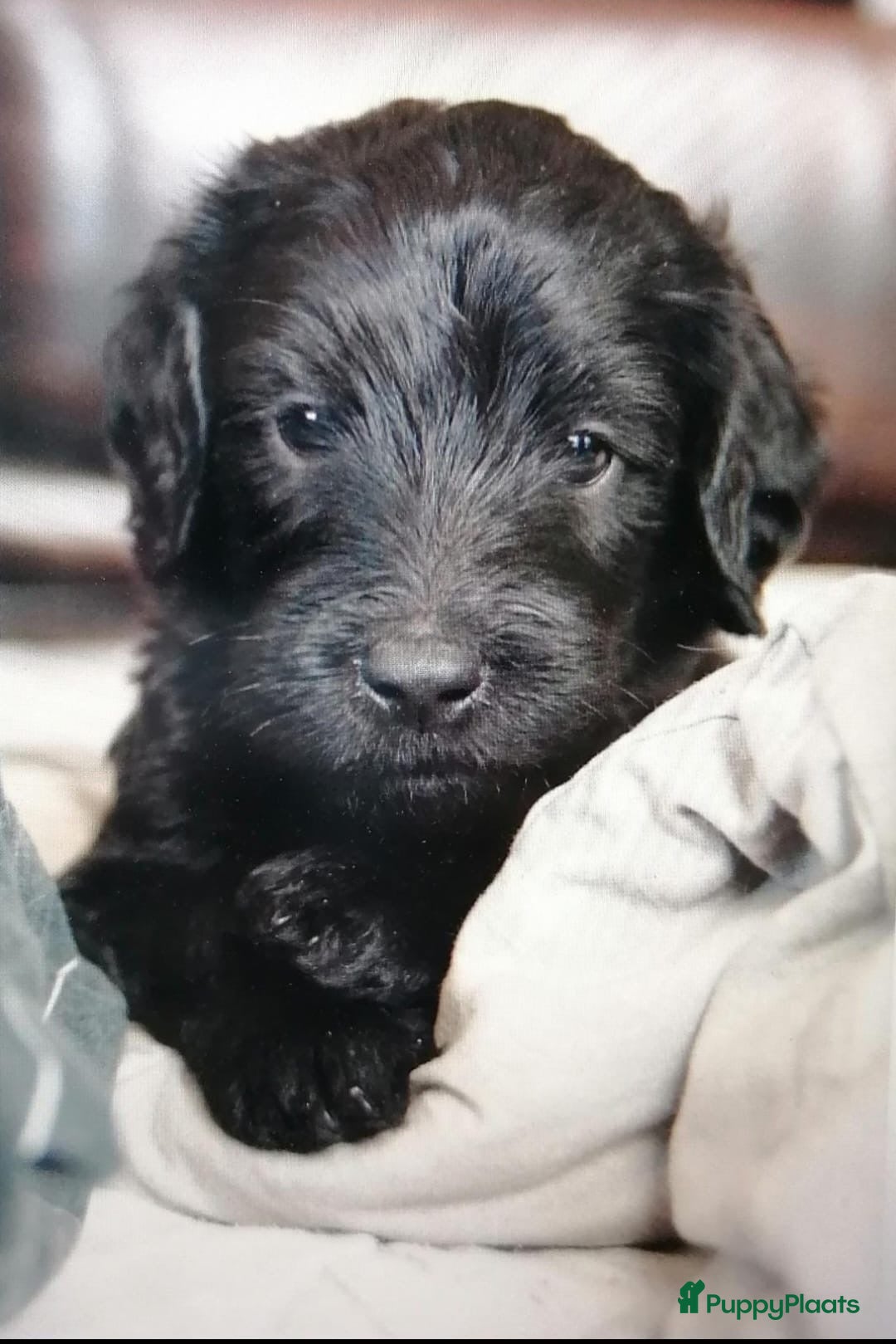 Labradoodle honden te koop: Labradoodle pups groot kleurvast - Afbeelding 2