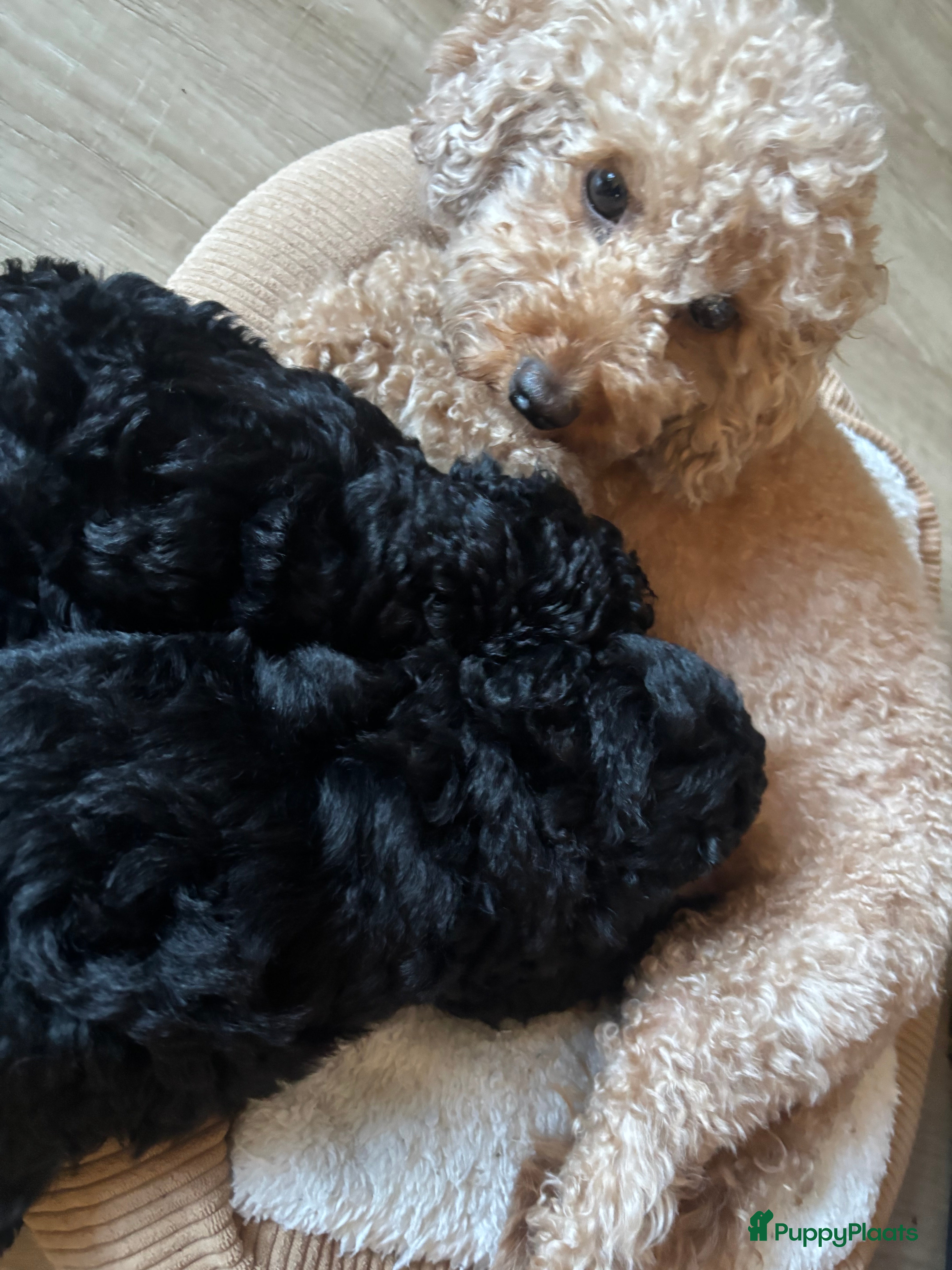 Poedel Toy honden Toy poedel pups lief, speels en opgegroeid in huis - Advertentie 1
