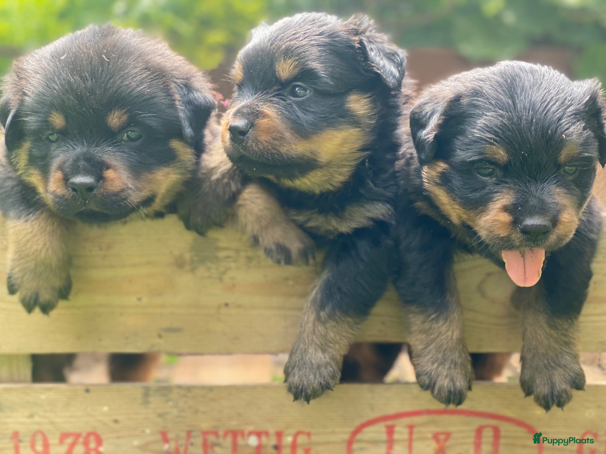 Rottweiler honden Lieve rottweilers puppy’s  - Advertentie 1
