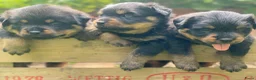 Rottweiler honden te koop: Lieve rottweilers puppy’s  - Advertentie 1