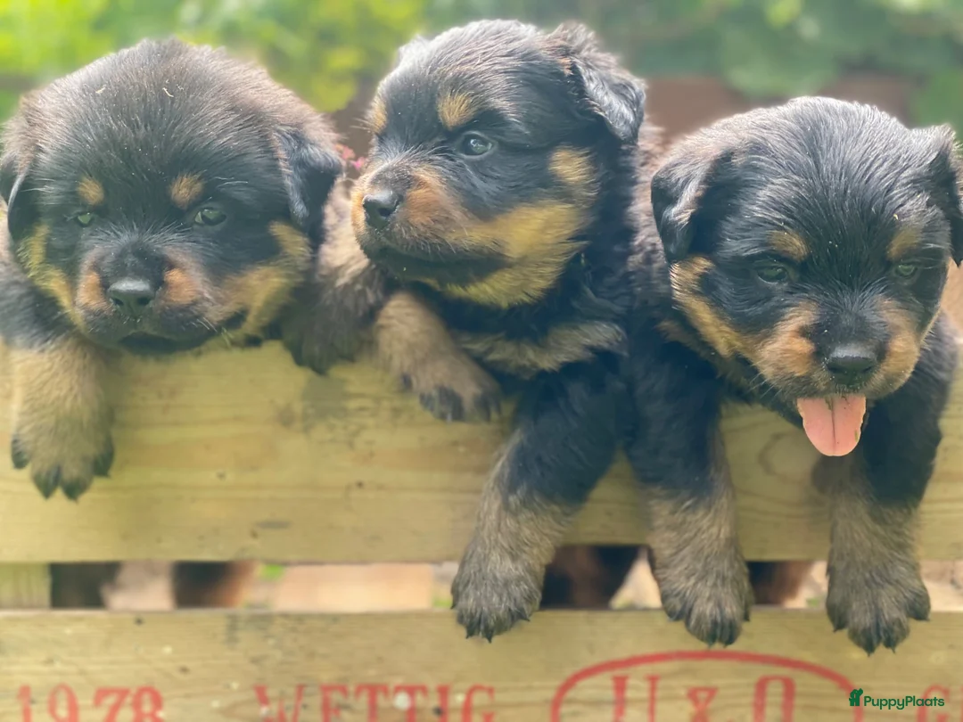 Rottweiler honden te koop: Lieve rottweilers puppy’s  - Advertentie 1