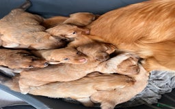 Kruising honden te koop: Bijzonder mooie combi: Toller X Teckel kruising, - Afbeelding 3