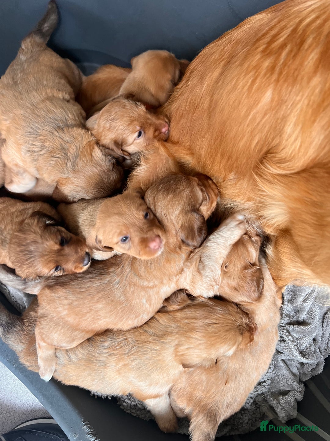 Kruising honden te koop: Bijzonder mooie combi: Toller X Teckel kruising, - Afbeelding 3