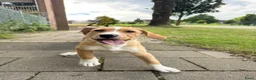 Kruising honden te koop: Lieve Tala zoekt een nieuw thuis - Advertentie 1