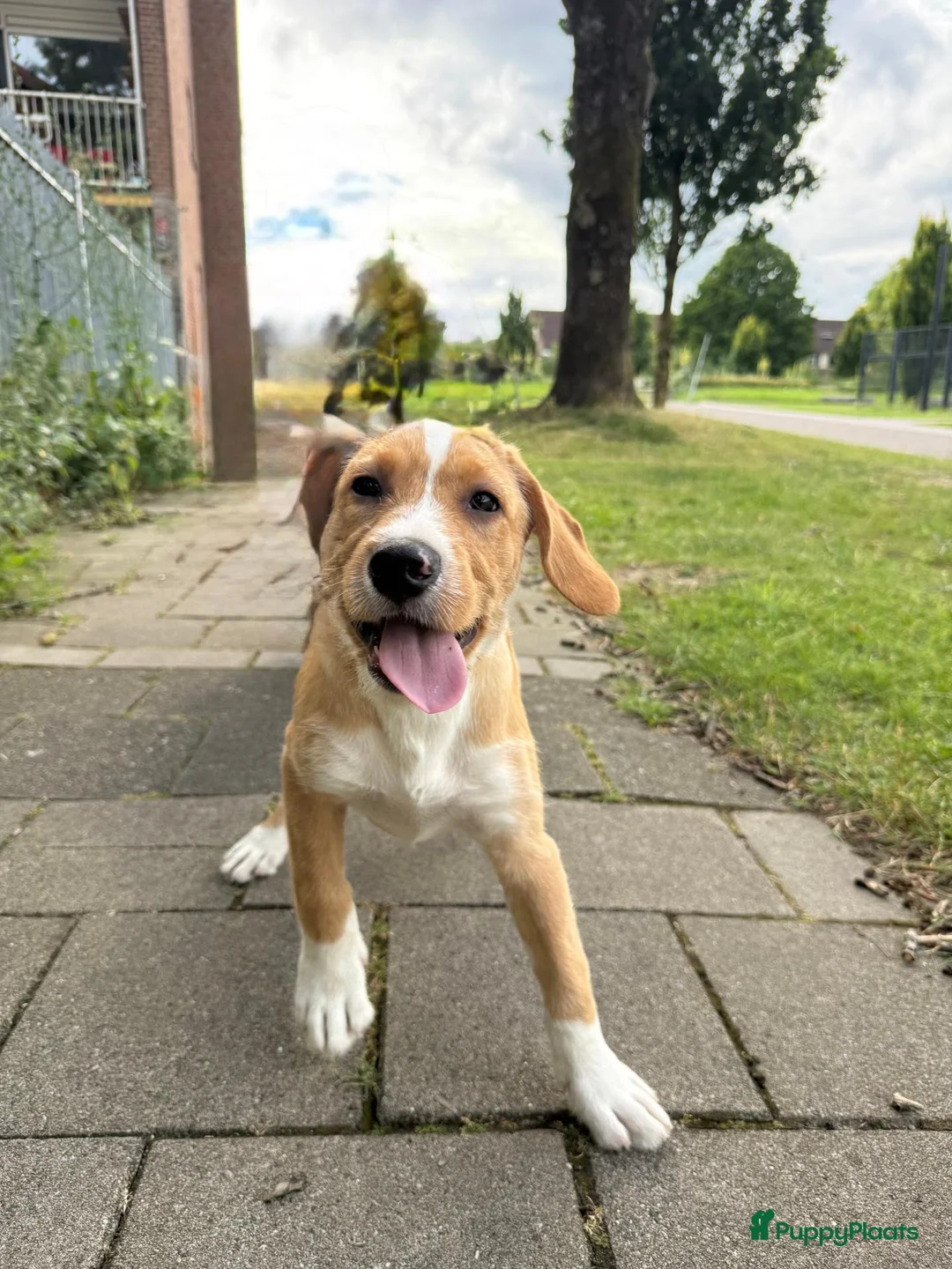 Kruising honden te koop: Lieve Tala zoekt een nieuw thuis - Advertentie 1