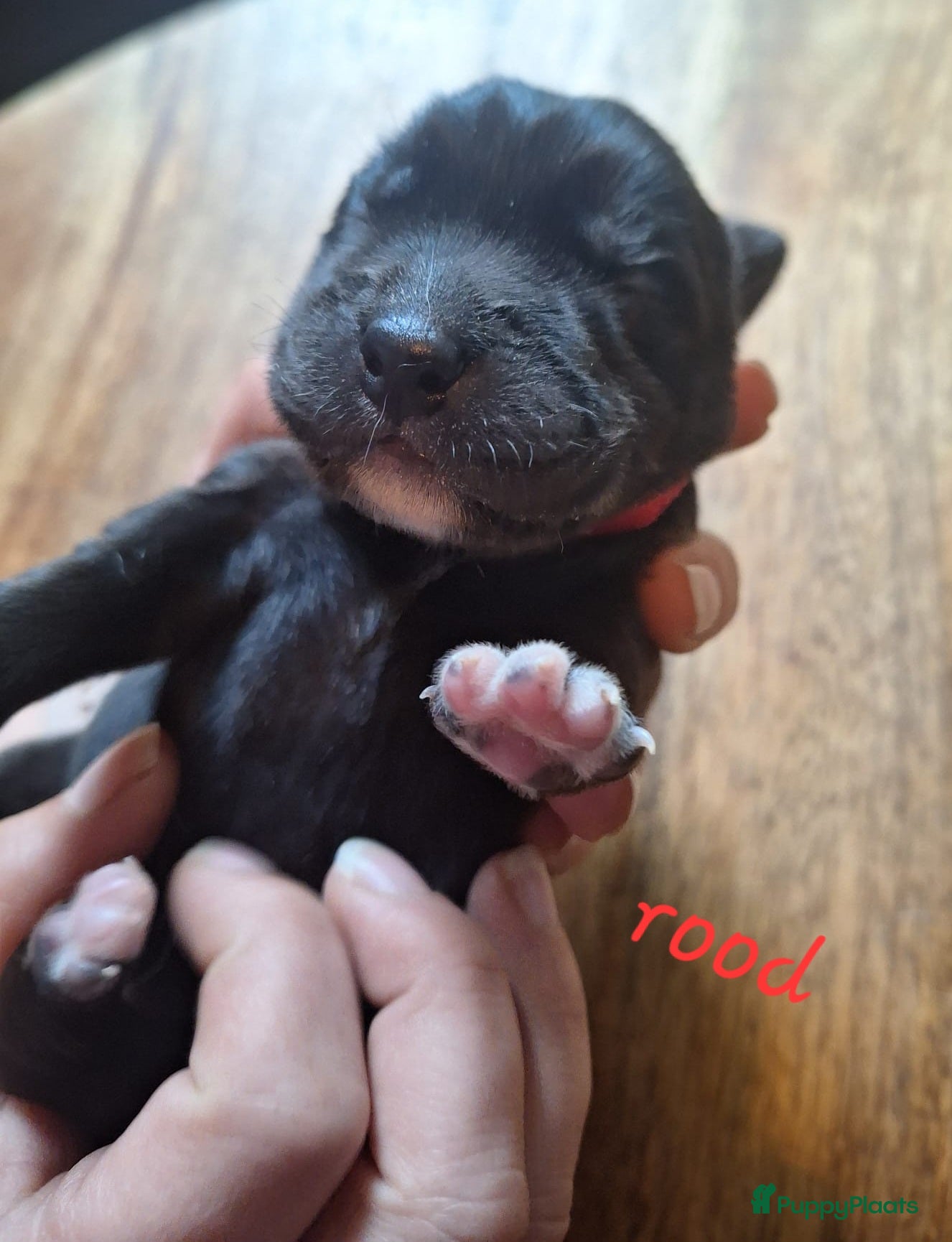Kruising honden Unike Labrakita pups (Labrador x Akita) - Advertentie 2