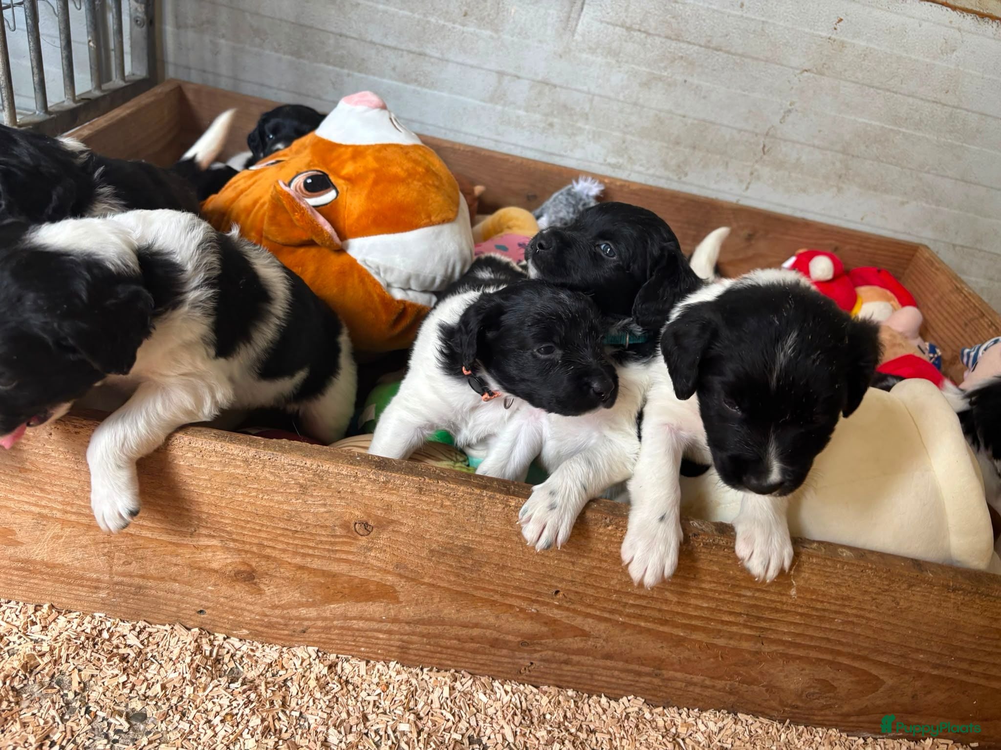 Friese Stabij honden Friese Stabij puppy's - Advertentie 8
