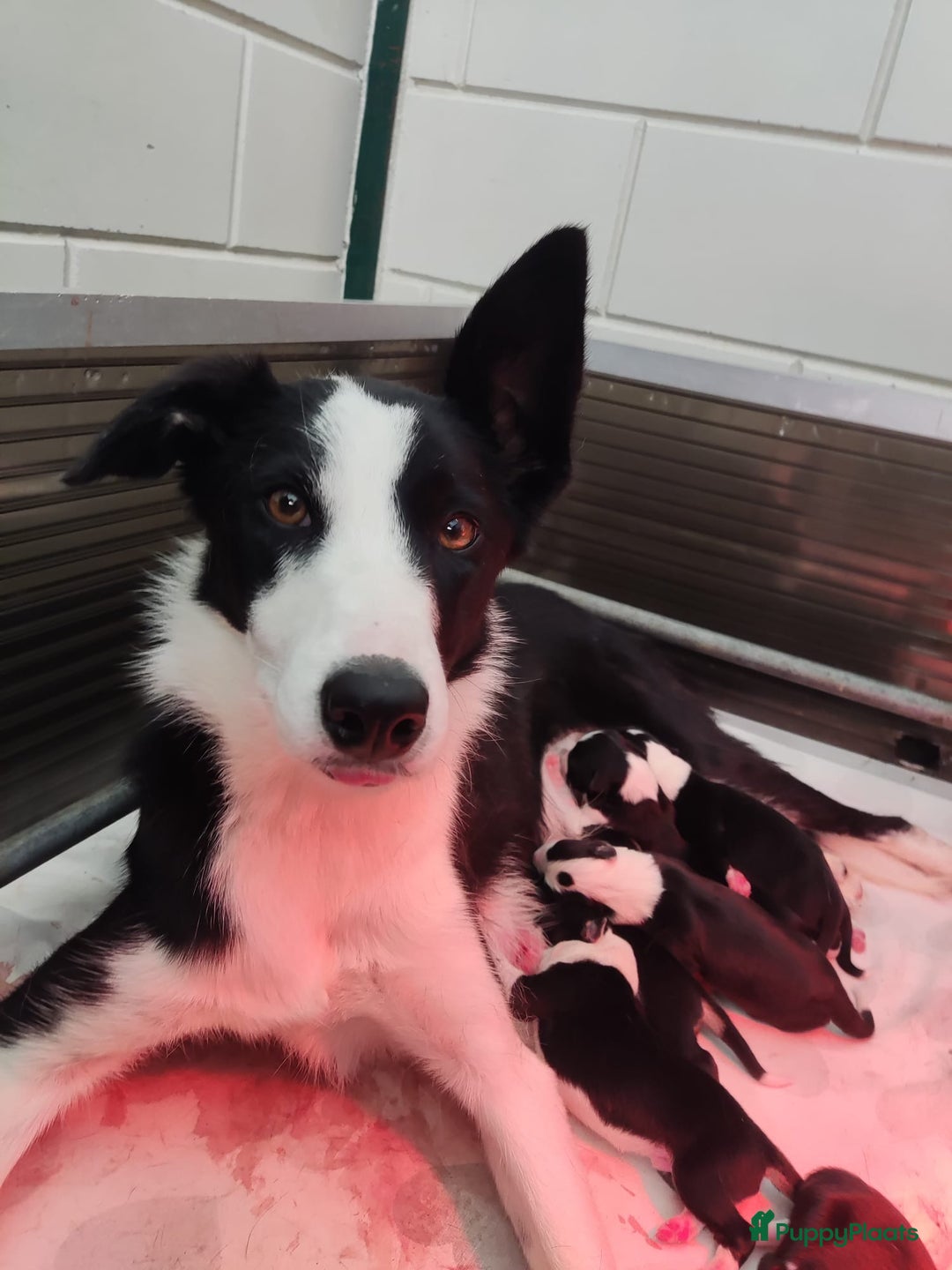 Border Collie honden te koop: Prachtige bordercolliepups met Isds stamboom - Advertentie 12