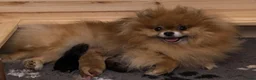 Pomeriaan honden te koop: dwergkees/pomeriaan pups geboren - Advertentie 2
