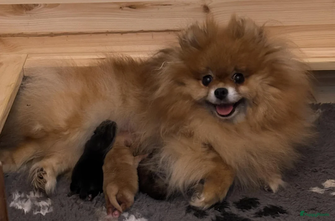 Pomeriaan honden te koop: dwergkees/pomeriaan pups geboren - Advertentie 2