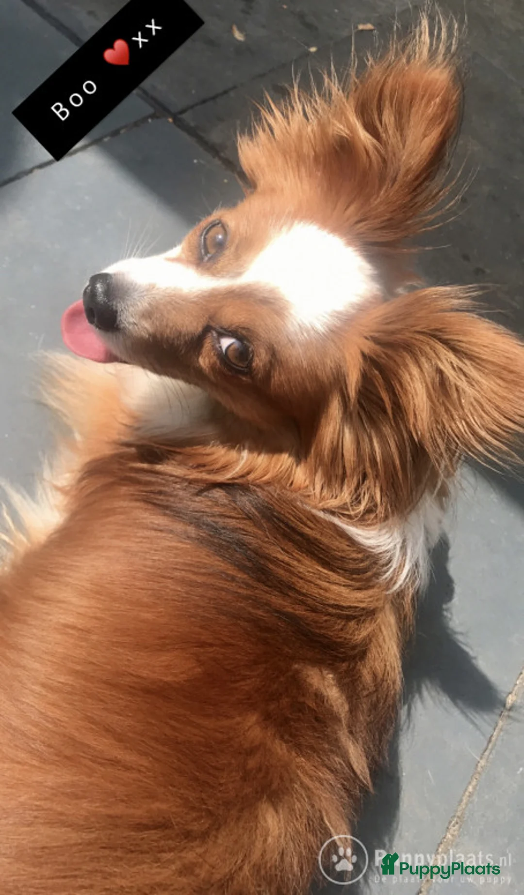 Kruising honden ter dekking: Dekreu vlinder/chihuahua zwart/wit/bruin. in Roermond - Advertentie 1