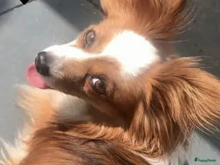 Kruising honden Dekreu vlinder/chihuahua zwart/wit/bruin. in Roermond - Advertentie 5