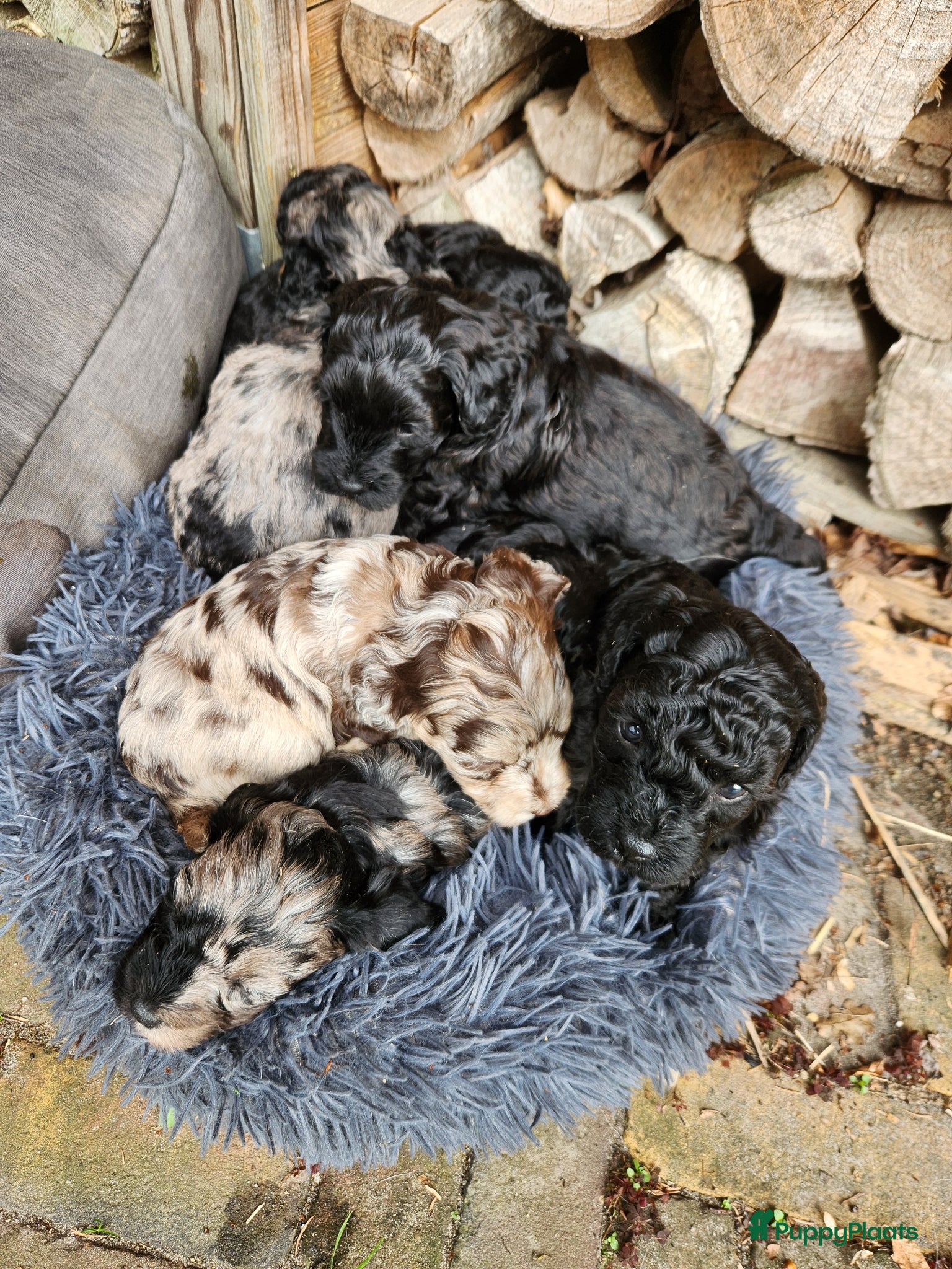 Labradoodle honden Prachtige sheltiedoodle labradoodle pups - Advertentie 1