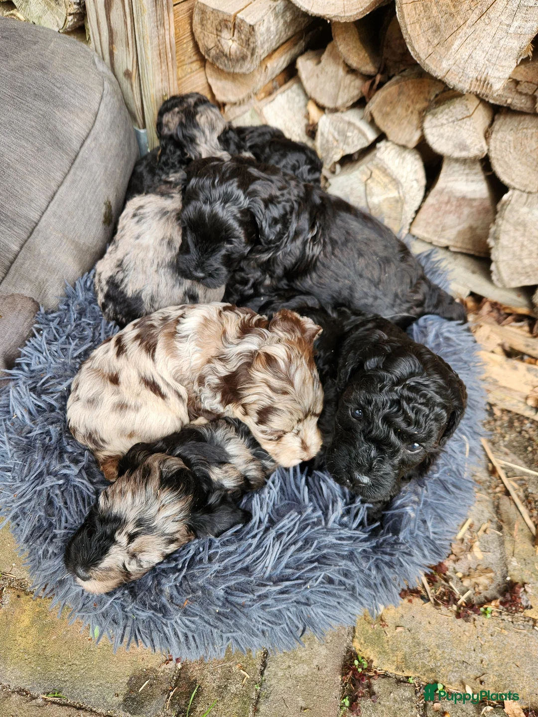 Labradoodle honden te koop: Prachtige sheltiedoodle labradoodle pups - Advertentie 1