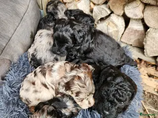 Labradoodle honden Prachtige sheltiedoodle labradoodle pups - Advertentie 1