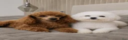 Kruising honden te koop: Bischpoo/Poochon pups te koop  - Advertentie 25