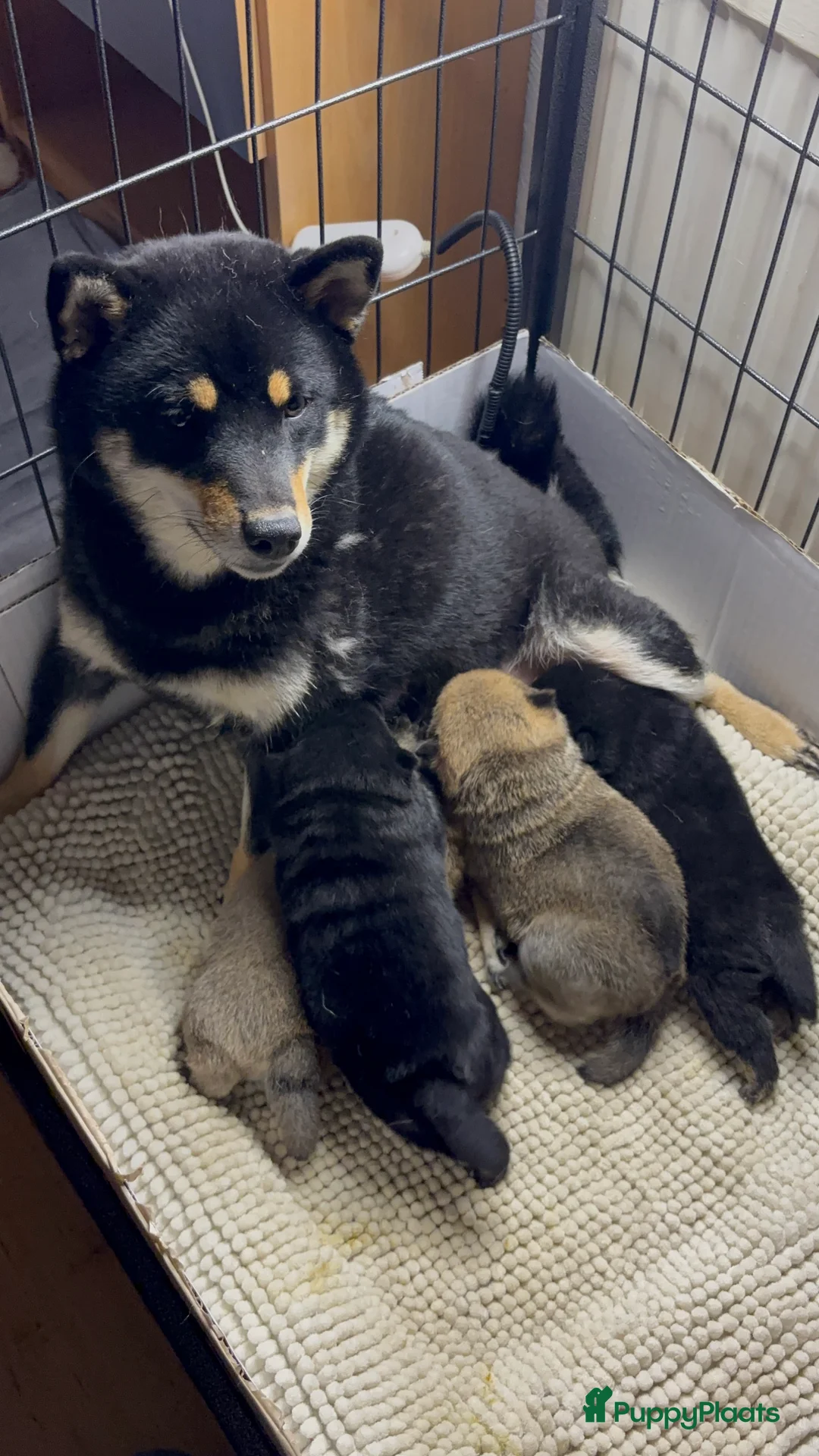 Shiba honden te koop: Shiba inu  - Advertentie 2