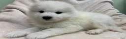 Samojeed honden te koop: Samojeed pups in Amsterdam - Advertentie 2