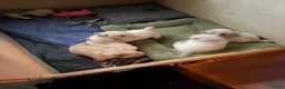 Chow Chow honden te koop: 1 teefje beschikbaar  - Advertentie 1