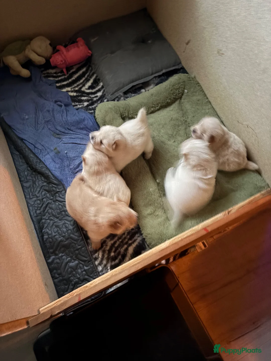 Chow Chow honden te koop: 1 teefje beschikbaar  - Advertentie 1