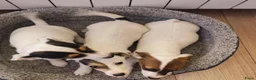 Jack Russel Terriër honden te koop: Jack Russell pups zoeken  - Advertentie 4