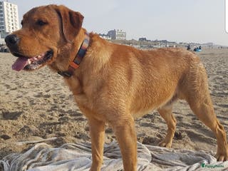 Labrador Retriever honden Labrador dekreu Fox red met stamboom in Apeldoorn - Advertentie 2