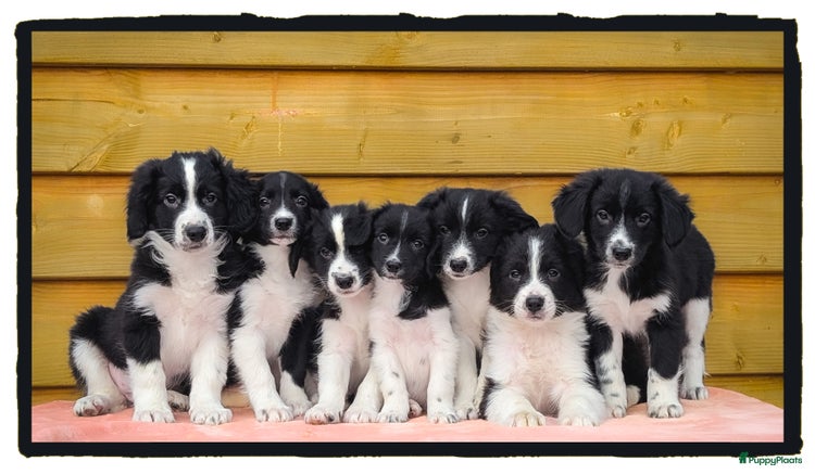 Friese Stabij honden Lieve friese stabij x border collie pups te koop - Advertentie 1