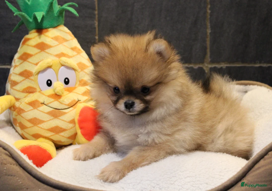 Pomeriaan honden te koop: Pomeriaan pups - Advertentie 7