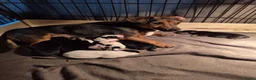Jack Russel Terriër honden te koop: De liefste en mooiste Jack Russel puppy's!! - Advertentie 9