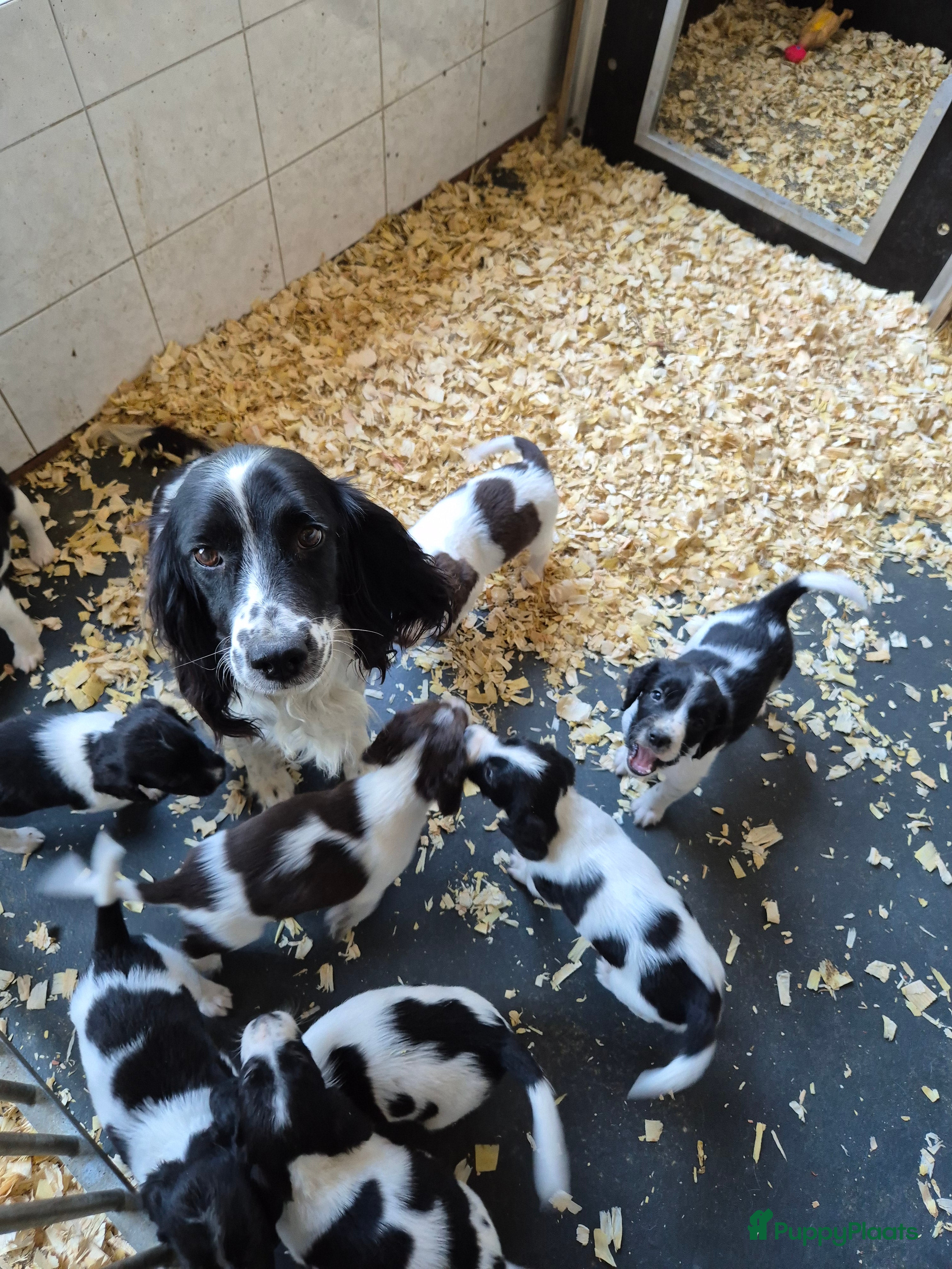 Engelse Springer Spaniel honden Engelse springer spaniel pupjes - Advertentie 3