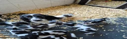 Engelse Springer Spaniel honden te koop: Engelse springer spaniel pupjes - Advertentie 1