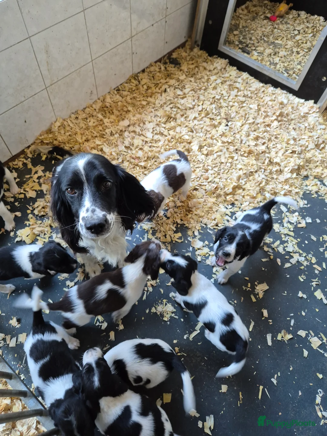 Engelse Springer Spaniel honden te koop: Engelse springer spaniel pupjes - Advertentie 1