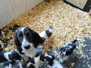 Engelse Springer Spaniel honden Engelse springer spaniel pupjes - Advertentie 3