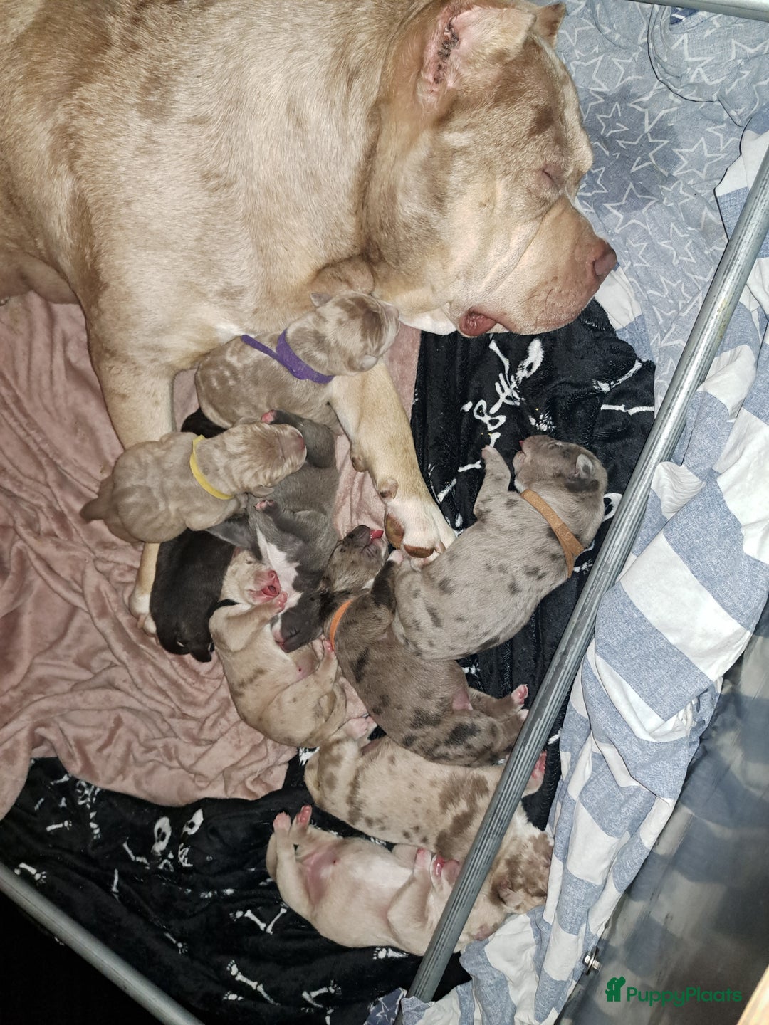 Amerikaanse Bully honden te koop: ABKC XL Meets DBKC XXl - Advertentie 16